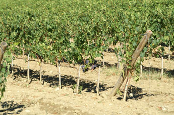 wijngaard bij Poggio Antico, producent van wereldberoemde wijnen. Poggio Antico produceert Brunello di Montalcino.