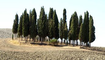 deze bomengroep vlak bij Montalcino staat op veel ansichtkaarten